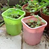 Пластиковый горшок с цветочным горшкам уксусный соус Специальный цветочный горшок Специальный цветочный горшок, розовая полисамония растение виентианское уксусное соус Специальный горшок