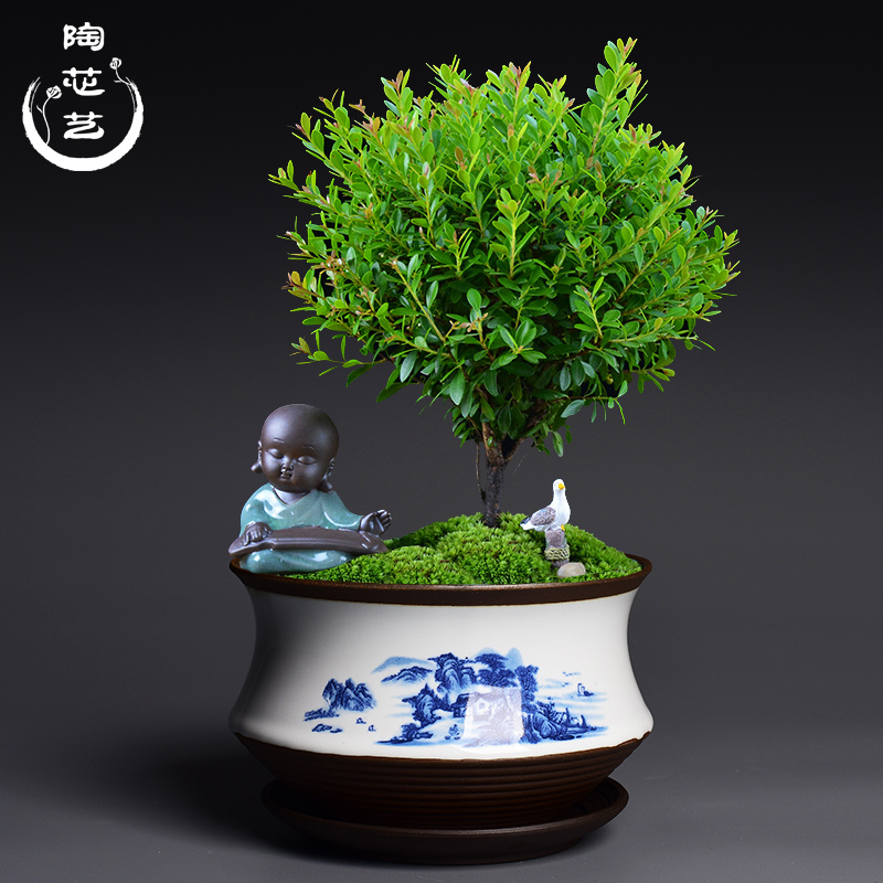 Creative ceramic large special butterfly orchid flower POTS violet arenaceous household green plant Chinese wind restoring ancient ways miniascape of blue and white porcelain basin