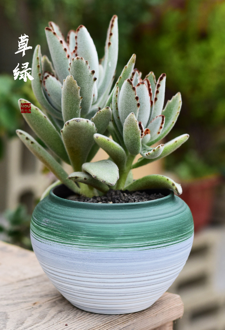 Indoor home sitting room office desktop green plant pot pot, ceramic breathable violet arenaceous coarse pottery flowerpot more meat
