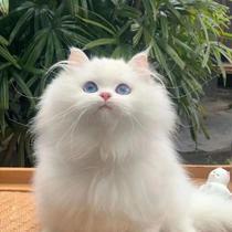 Cute pure black and pure white three-flower long-haired short-legged cat short-footed student cat kitten cat cub Chinese pastoral cat