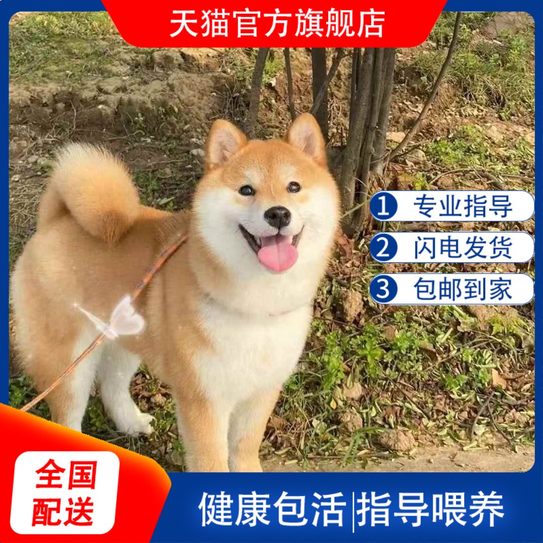 柴犬幼犬黑柴黑白可爱日本正宗不掉毛长不大懒人小狗活物便宜狗狗！这真的是我见过最治愈的宠物了！-狗狗-淘宝好物网