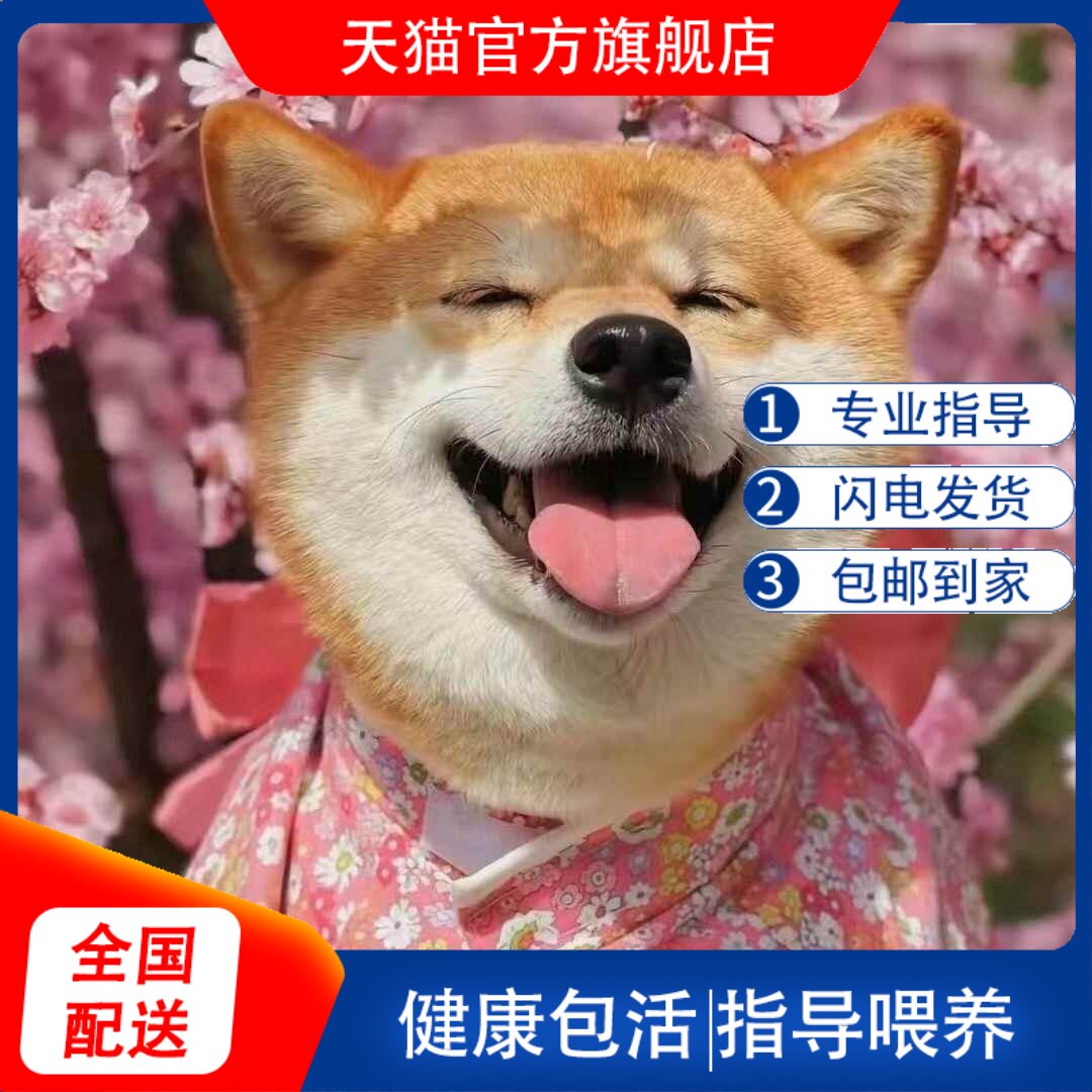 柴犬幼犬黑柴黑白可爱日本正宗不掉毛长不大懒人小狗活物便宜狗狗！这真的是我见过最治愈的宠物了！-狗狗-淘宝好物网