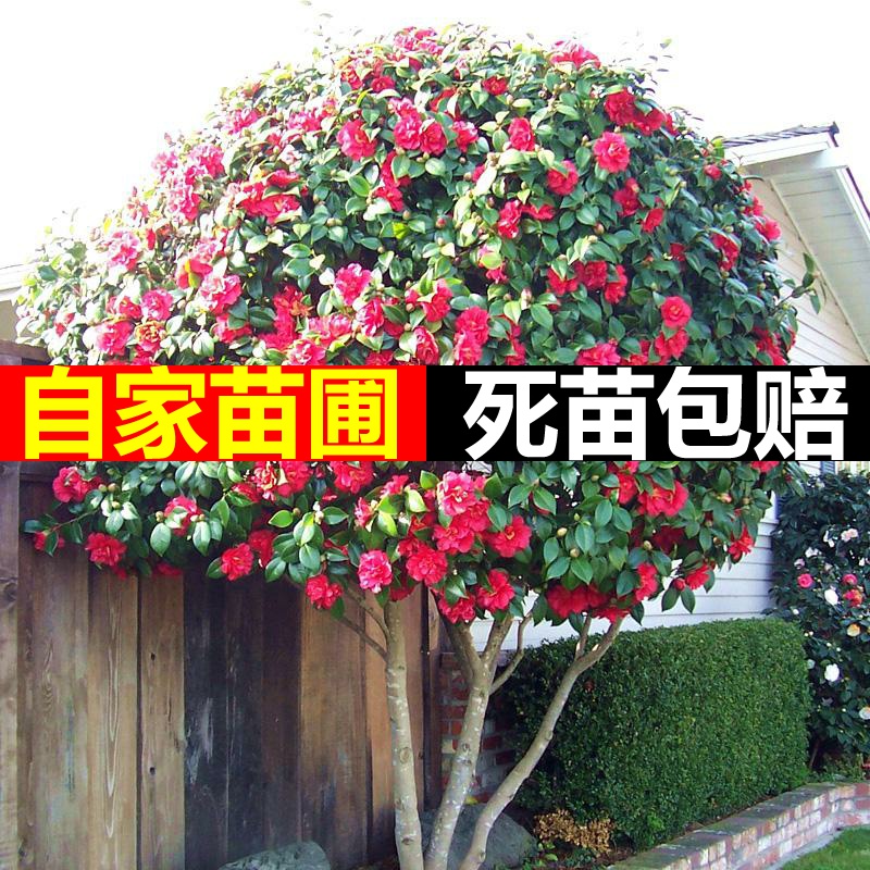 Green plant camellia camellia the plants trees higher bachelor 's indoor Green plant bonsai, buds four seasons garden flowers