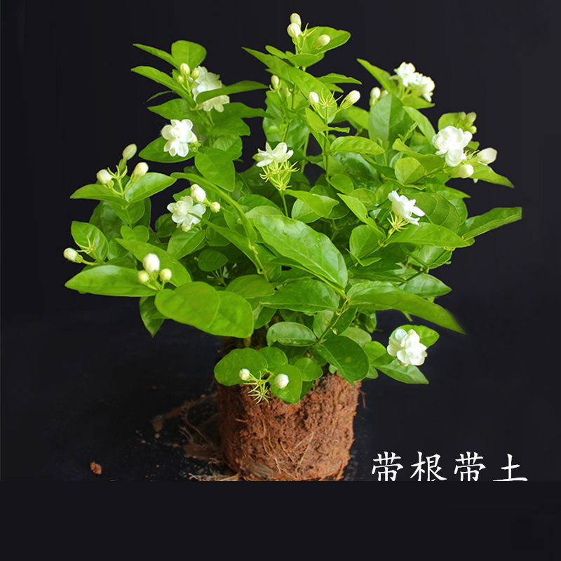 Green plant heng county of origin direct mail jasmine tea seedling double white jasmine four seasons of indoor and is suing living the plants