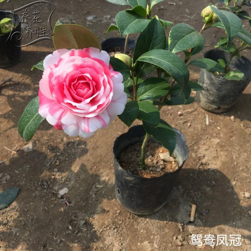 Four seasons green plant plant camellia camellia seedlings seedlings camellia indoor potted flowers sitting room balcony potted flower