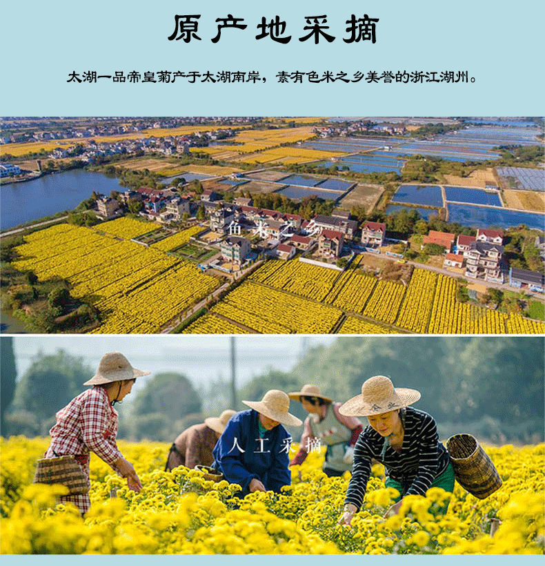 【太湖一品】帝皇菊婺源皇菊花茶32包