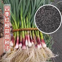 Red-headed garlic seed seed four seasons wide leaves large red garlic garlic planted three garlic Teut red skin