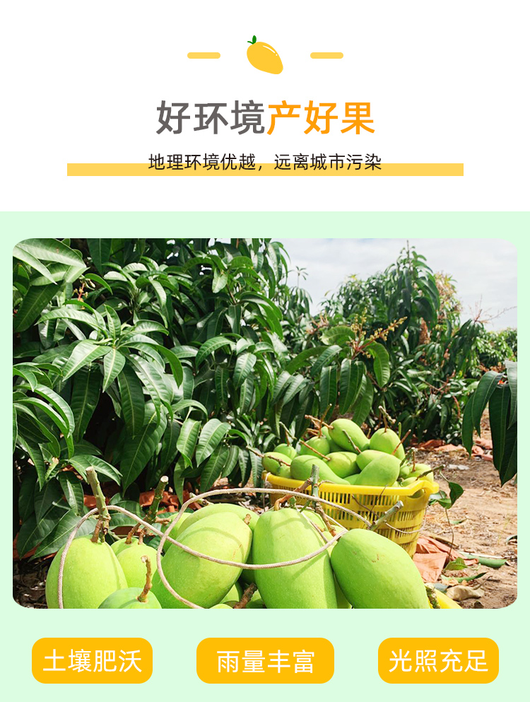 海南 金煌芒芒果 净重8斤 图5