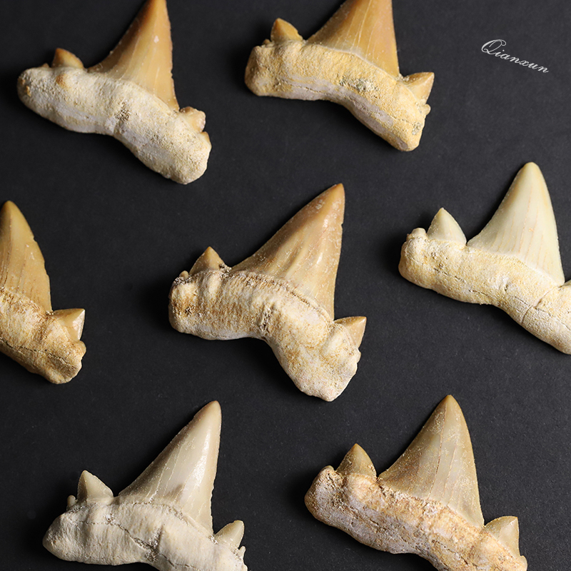 07 Natural Moroccan Ancient Shark Tooth Fossil Specimen, Rare and Authentic Mineral Specimen, Educational Science Gift for Children
