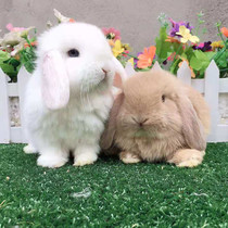 Coeared Rabbit Living Mesh Red Mini Dodge Folding Ear Rabbit Small Dwarf Rabbit Dorm Room Pet Rabbit Coeared Rabbit