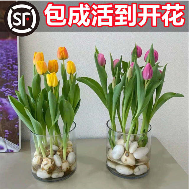 5 tulip balls hydroponic flower plants four seasons flowering imported double-petal indoor good live soil flower seeds