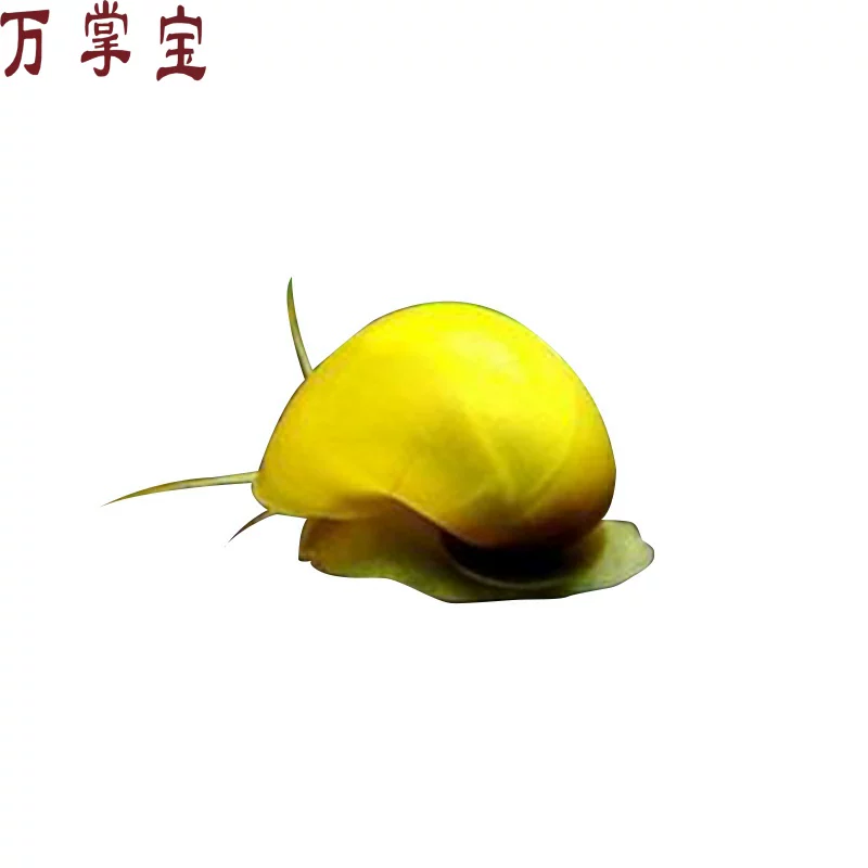 Apple, aquarium, golden zebra, from Malaysia, King Kong