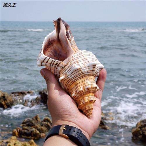 Sea Snail Shell Red Spiro Sea Snail Shell Sea Star Fish Tank Building Number Corner Snail Home Swing Creative Ornament Custom-Taobao