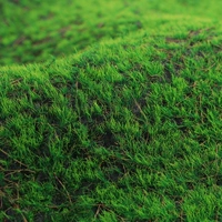 Мох 1 квадратный кусочек