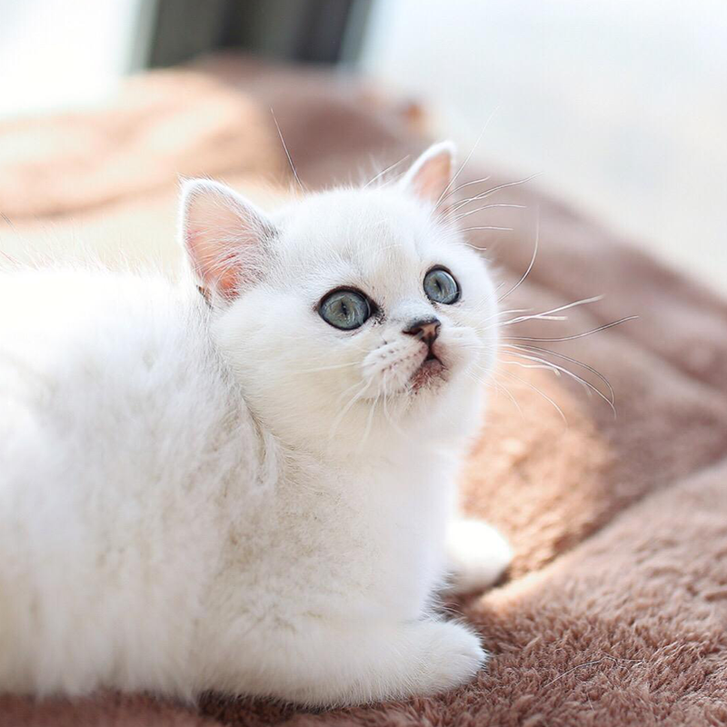 Pure-bred short silver gradient living cat blue and white cat blue cat gold puppy British shorthair kitten