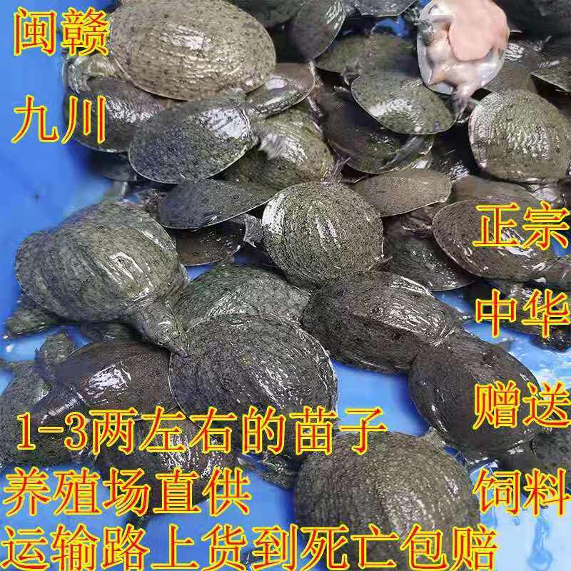 1 two-2 two-3 two outer pond turtle fry small turtle boy turtle cold water culture released turtle water fish ball fish
