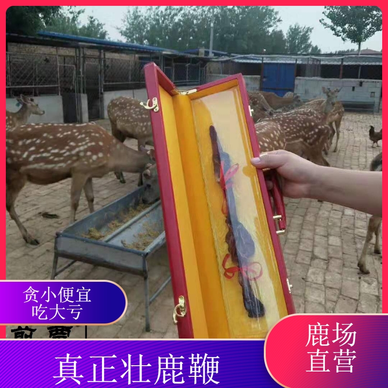 Jilin sika deer dried deer whip whole adult fresh deer whip whole branch deer antler ginseng wine material male formula fresh