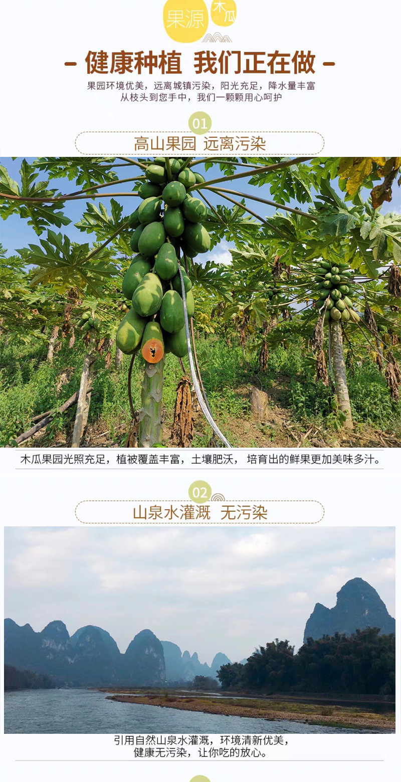 青孖集 云南红心牛奶木瓜 现摘现发 10斤 图4