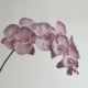 10 Phalaenopsis (Pink Purple) отдельная поддержка