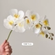 8 -Белые фалаенопты [чувствуют увлажнение 99%моделирования ✅ без запаха]]