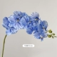 Blue Phalaenopsis [99%от 99%моделирования ✅ нет запаха]]