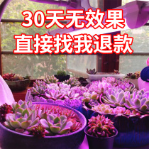 Fleshy flower fill light plant growth light color LED home indoor imitation sun full spectrum light plant Light Plant Light