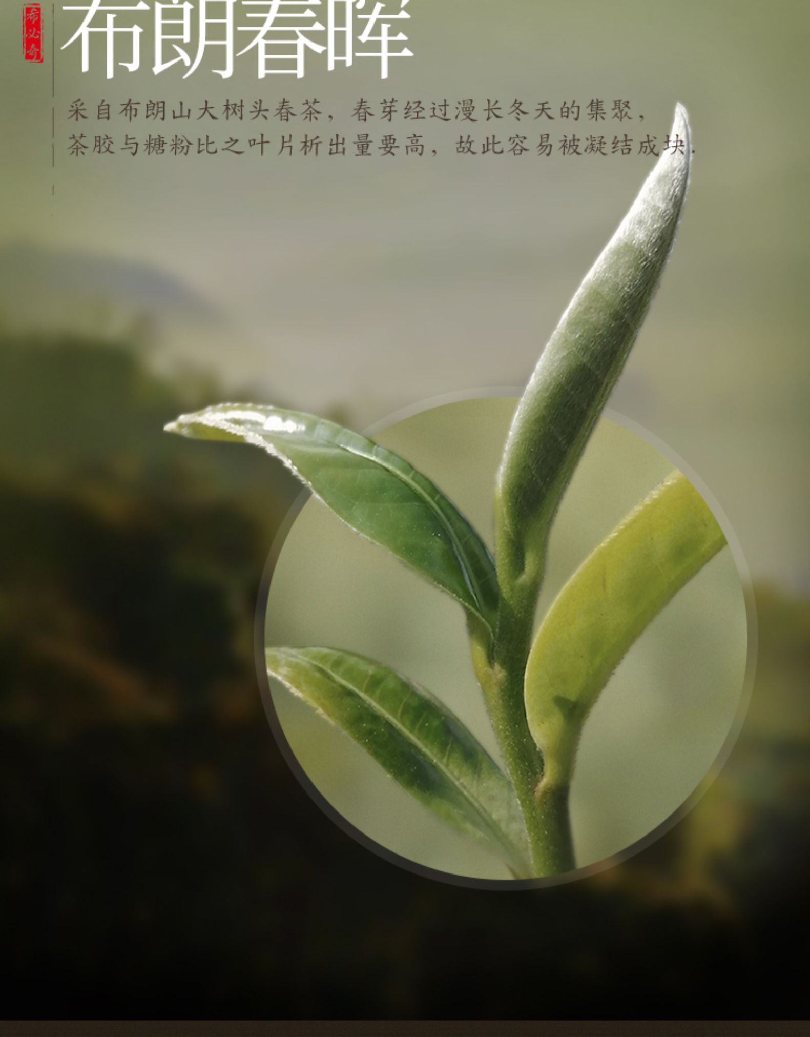 希必奇 11年陈糯香碎银子 布朗山古树熟茶 普洱茶 500g 图4