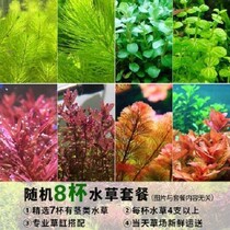 Fish tank green plant water grass landscaping supplies are suitable for aquarium decoration bonsai real water grass hydroponic plants release water fish pond