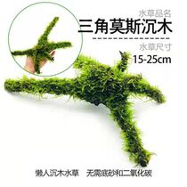 Four seasons bonsai real water grass hydroponic plants suitable for aquarium decoration landscaping pond fish pond water fish pond