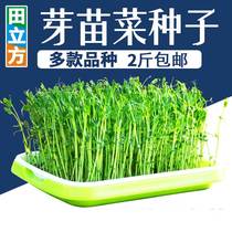 Sprouts Vegetable Seeds Hydroponic Vegetable Seed Indoor Fragrant Toon Pea Flower Raw Pine Willow Green Bean Black Bean Sprout