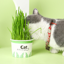 Cat grass set soil cat snacks catty mint powder planting hair ball water culture seed spit hair ball cat supplies