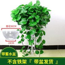 Long rattan long green potted plant Indoor Long Teng green basket climbing wall in addition to formaldehyde hydroponic flower hanging orchid