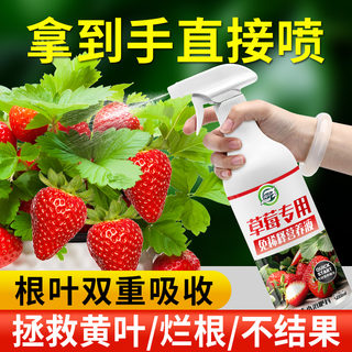 Strawberry dilution-free nutrient solution for general use during the growth period