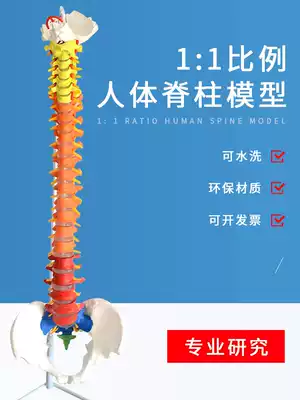 A total of 2 models of human crest column Model 1:1 adult medical bone-setting practice Ridge vertebra nerve skeleton simulation skeleton