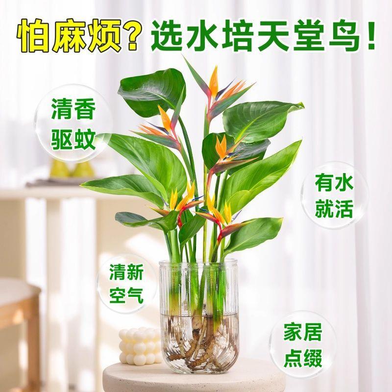 正版包邮《濒危鸟宁夏生态图志》：遇见自然之美，守护鸟类天堂