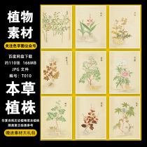 Color word map-Chinese Chinese traditional herbal plant herbal plant illustration material historical retro painting art designer reference ps material electronic template file HD background pattern