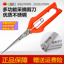 Sagawa Tin 912 Stainless Steel Grape Scissors Longing Special Pepper Divine Fruit Household Flower Trim