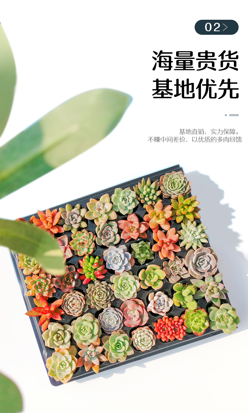 多肉植物组合盆栽 10颗 图1