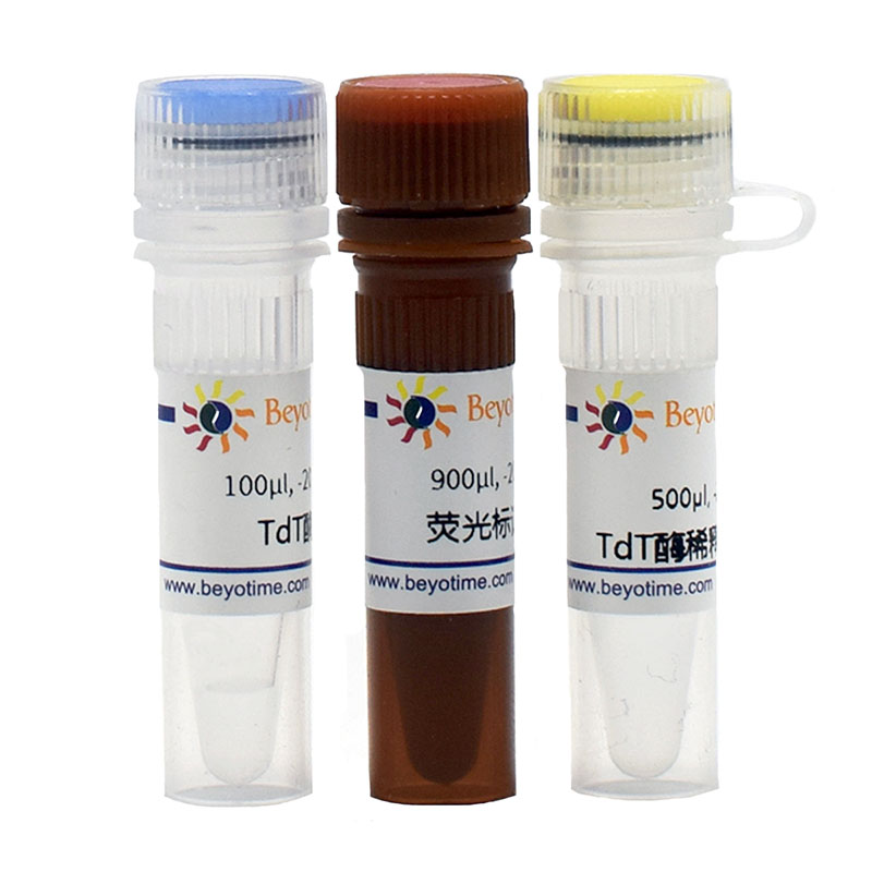 Beyun Heaven Beyotime C1086 C1088 one-step TUNEL Apoptosis Detection Kit (green fluorescence) -Taobao