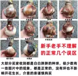 Большой мяч Цветочный мого подлинный Zhu Ding Red Импортированные тяжелые поясные бутоны с шаровыми ремнями и горшечные растения с тяжелым лепестком красные цветы красные цветы красные цветы