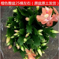 Оригинальная почва пляжа пляжа составляет около 25 деревьев без кастрюли без кастрюли