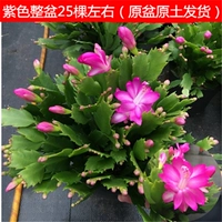 Фиолетовая оригинальная почва исходной почвы исходной почвы не содержит горшков