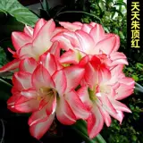 Большой мяч Цветочный мого подлинный Zhu Ding Red Импортированные тяжелые поясные бутоны с шаровыми ремнями и горшечные растения с тяжелым лепестком красные цветы красные цветы красные цветы