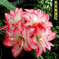 Большой мяч Цветочный мого подлинный Zhu Ding Red Импортированные тяжелые поясные бутоны с шаровыми ремнями и горшечные растения с тяжелым лепестком красные цветы красные цветы красные цветы