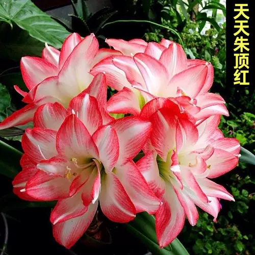 Большой мяч Цветочный мого подлинный Zhu Ding Red Импортированные тяжелые поясные бутоны с шаровыми ремнями и горшечные растения с тяжелым лепестком красные цветы красные цветы красные цветы