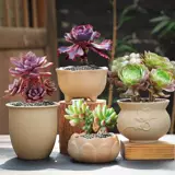 Грубая керамика Оригинальная почвенная стрельба неглазурованная суккулентная растительная керамическая цветочная горшка Простая творческая зеленая зеленая плантационная комбинация
