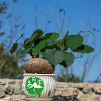 Диаметр 8-9мм