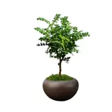 Цинсианский деревянный горшечный комната в крытом пурпурном песке маленький бонсай, летний комар