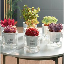 Suitable for lazy people to raise plants in the living room indoor potted plants automatically absorb water green dill hanging