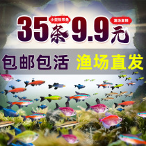 Watch Fish Fry marfish small fish tropical fish Freshwater Good Breeding Peacock Fish Traffic Lights Corfish Scavenger Fish